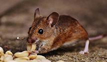 24 Hour & Emergency Exterminators in Lanark, TX